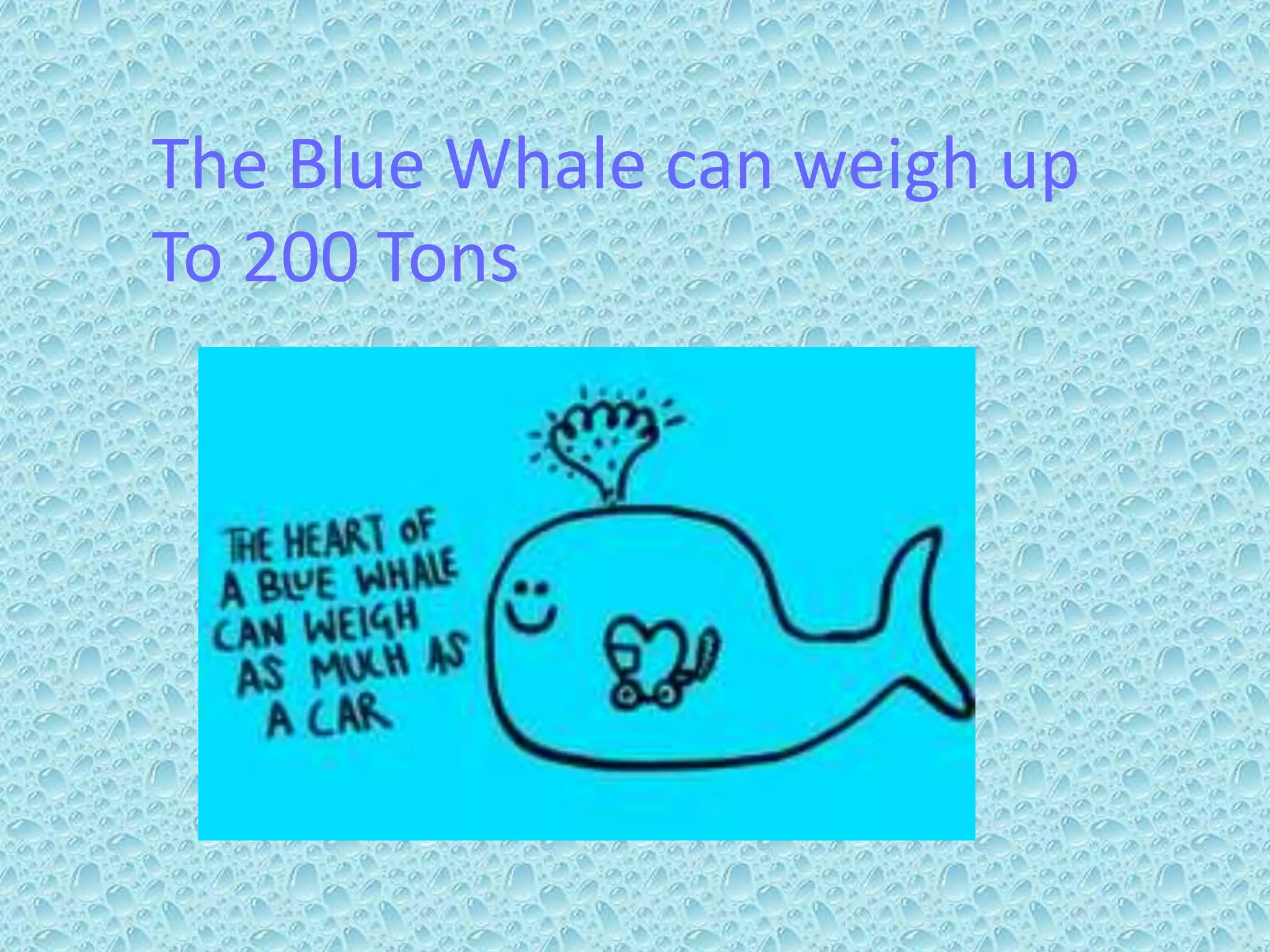 World Animalprotection Sea Change presentation PPT world-animalprotection-sea-change-presentation-ppt