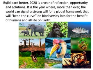 Build back better. 2020 is a year of reflection, opportunity
and solutions. It is the year where, more than ever, the
world can signal a strong will for a global framework that
will “bend the curve” on biodiversity loss for the benefit
of humans and all life on Earth.
 