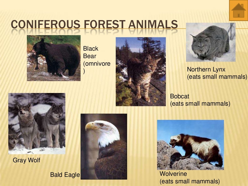 world biomes animals and plants