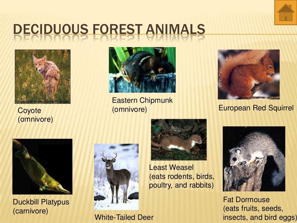 world biomes animals and plants