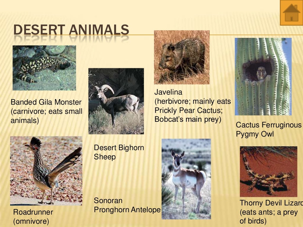 world biomes animals and plants
