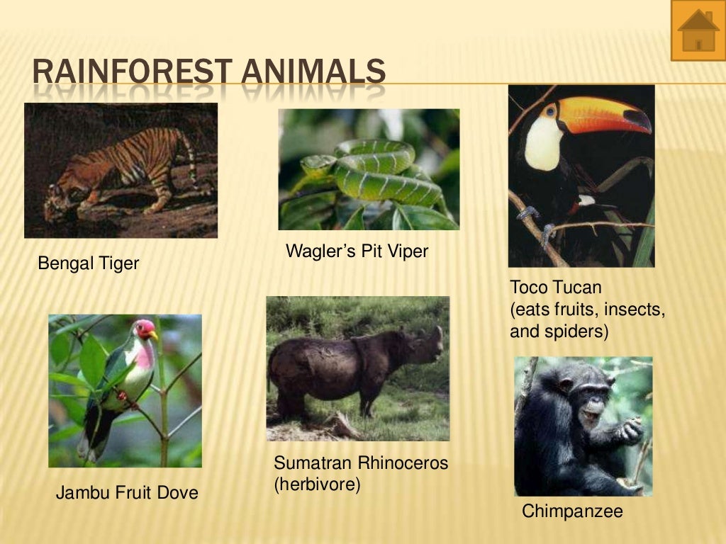 world biomes - animals and plants