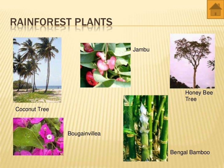 Rainforest Plants Names List - nature wallpaper