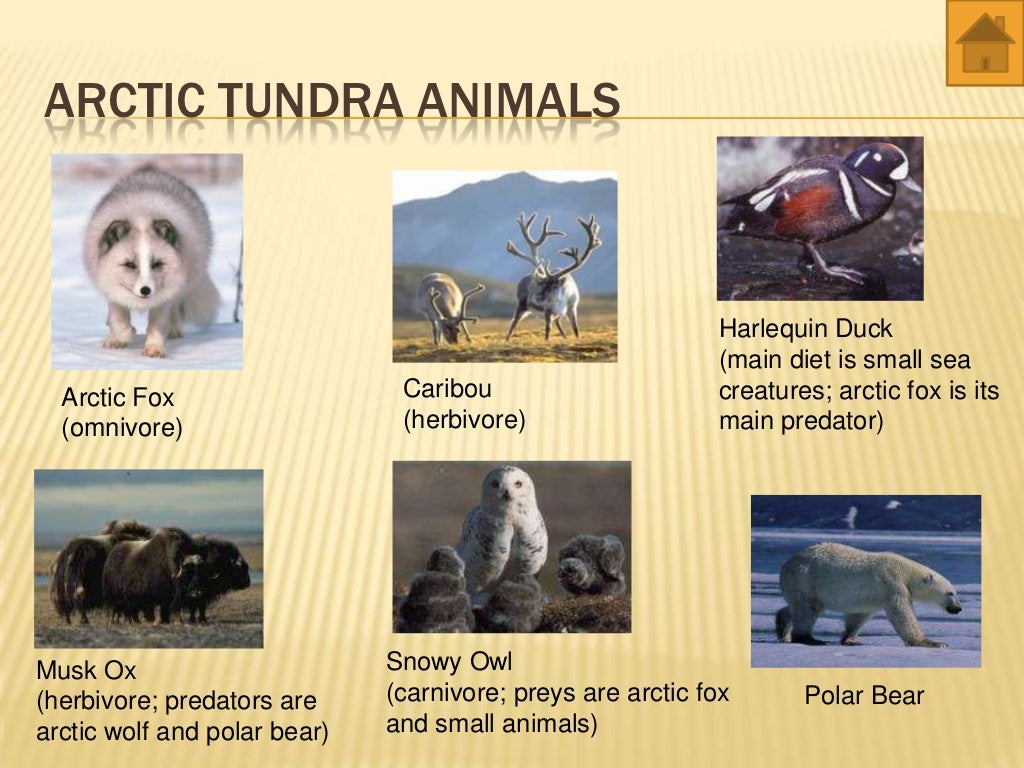 world biomes animals and plants