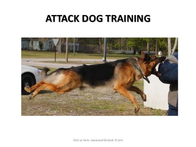 Protection Dog Training Atlanta Protection Dog Training Atlanta