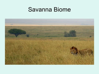 Savanna Biome
 