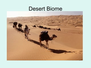 Desert Biome
 