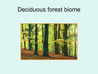 Deciduous forest biome
 