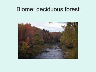 Biome: deciduous forest
 