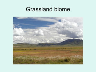 Grassland biome
 
