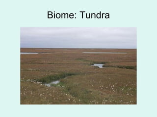 Biome: Tundra
 