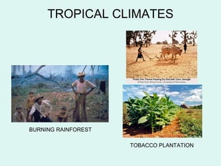 TROPICAL CLIMATES
BURNING RAINFOREST
TOBACCO PLANTATION
 
