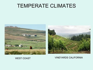 TEMPERATE CLIMATES
WEST COAST VINEYARDS CALIFORNIA
 