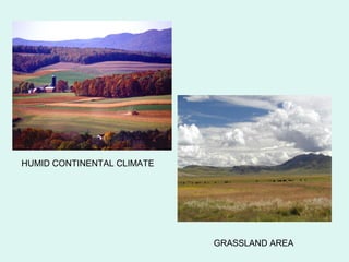 HUMID CONTINENTAL CLIMATE
GRASSLAND AREA
 