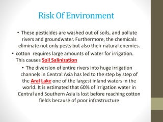 Risk Of Environment
• These pesticides are washed out of soils, and pollute
rivers and groundwater. Furthermore, the chemicals
eliminate not only pests but also their natural enemies.
• cotton requires large amounts of water for irrigation.
This causes Soil Salinization
• The diversion of entire rivers into huge irrigation
channels in Central Asia has led to the step by step of
the Aral Lake one of the largest inland waters in the
world. It is estimated that 60% of irrigation water in
Central and Southern Asia is lost before reaching cotton
fields because of poor infrastructure
 
