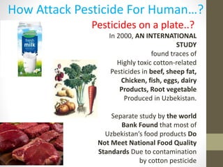 Pesticides on a plate..?
In 2000, AN INTERNATIONAL
STUDY
found traces of
Highly toxic cotton-related
Pesticides in beef, sheep fat,
Chicken, fish, eggs, dairy
Products, Root vegetable
Produced in Uzbekistan.
Separate study by the world
Bank Found that most of
Uzbekistan’s food products Do
Not Meet National Food Quality
Standards Due to contamination
by cotton pesticide
How Attack Pesticide For Human…?
 