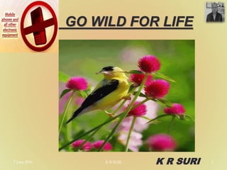 GO WILD FOR LIFE
7 June 2016 K R SURI 1K R SURI
 