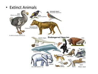 • Extinct Animals
 