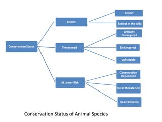 Conservation Status of Animal Species
 