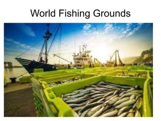 World Fishing Grounds
 
