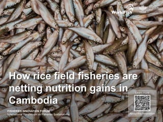 How rice field fisheries are
netting nutrition gains in
Cambodia
About this Innovation
Learn more
FISHERIES INNOVATION FORUM
International Symposium on Fisheries Sustainability
 
