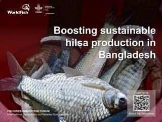 About this Innovation
Learn more
FISHERIES INNOVATION FORUM
International Symposium on Fisheries Sustainability
Boosting sustainable
hilsa production in
Bangladesh
 