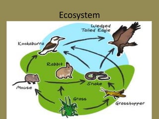 Ecosystem
 