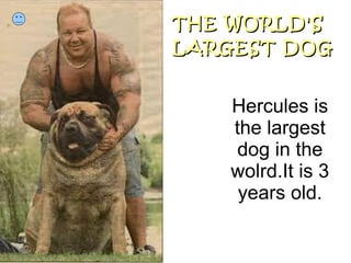 THE WORLD'STHE WORLD'S
LARGEST DOGLARGEST DOG
Hercules is
the largest
dog in the
wolrd.It is 3
years old.
 