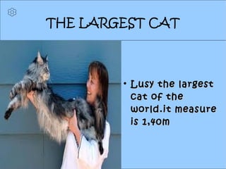 THE LARGEST CAT

Lusy the largestLusy the largest
cat of thecat of the
world.it measureworld.it measure
is 1,40mis 1,40m
 