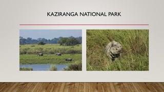 KAZIRANGA NATIONAL PARK
 