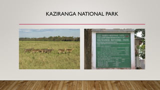 KAZIRANGA NATIONAL PARK
 