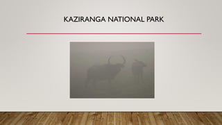KAZIRANGA NATIONAL PARK
 