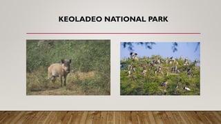 KEOLADEO NATIONAL PARK
 