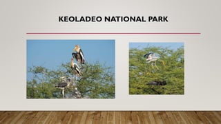 KEOLADEO NATIONAL PARK
 