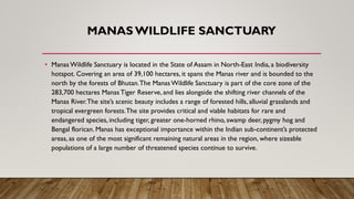 MANAS WILDLIFE SANCTUARY
• Manas Wildlife Sanctuary is located in the State of Assam in North-East India, a biodiversity
hotspot. Covering an area of 39,100 hectares, it spans the Manas river and is bounded to the
north by the forests of Bhutan.The Manas Wildlife Sanctuary is part of the core zone of the
283,700 hectares Manas Tiger Reserve, and lies alongside the shifting river channels of the
Manas River.The site’s scenic beauty includes a range of forested hills, alluvial grasslands and
tropical evergreen forests.The site provides critical and viable habitats for rare and
endangered species, including tiger, greater one-horned rhino, swamp deer, pygmy hog and
Bengal florican. Manas has exceptional importance within the Indian sub-continent’s protected
areas, as one of the most significant remaining natural areas in the region, where sizeable
populations of a large number of threatened species continue to survive.
 