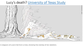 Lucy’s death? University of Texas Study
 