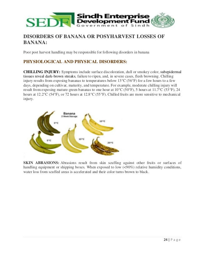 World history of banana