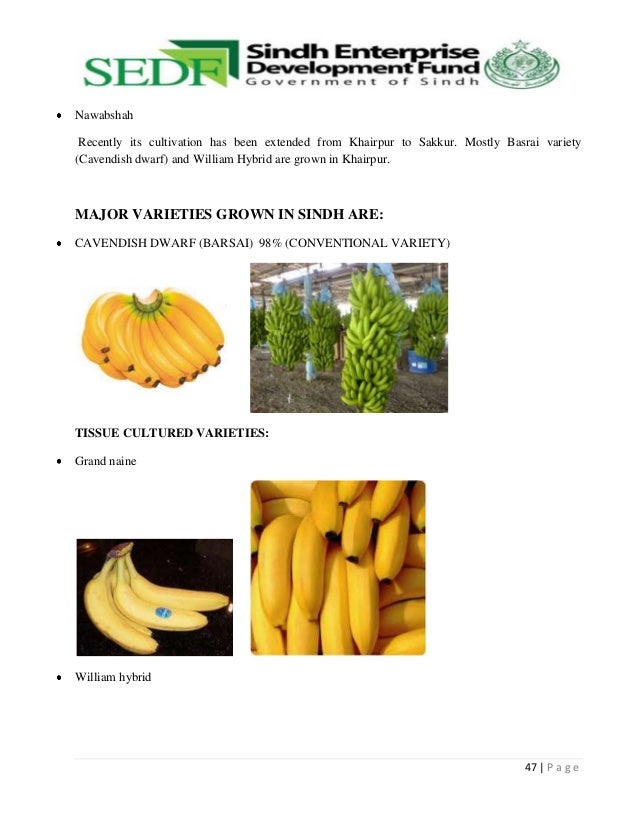 World history of banana