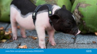 GDSwww.flickr.com/photos/nomadyc/200334975
 