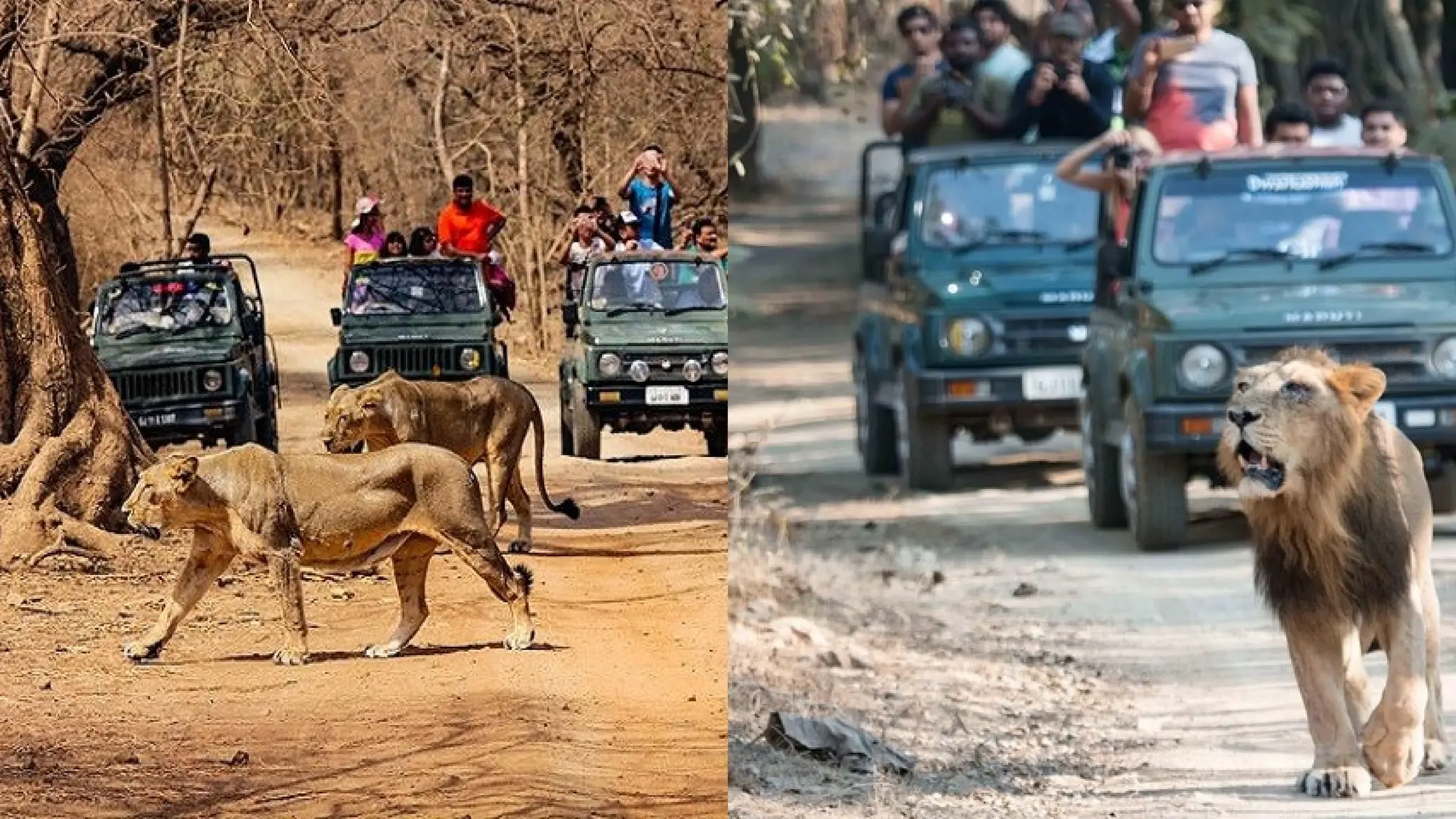 ASIATIC LION BIOLOGY HABITAT REPRODUCTION PRESENTATION | PPTX