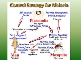 World malaria Day ppt.pptx
