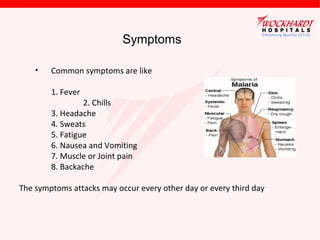 Symptoms
• Common symptoms are like
1. Fever
2. Chills
3. Headache
4. Sweats
5. Fatigue
6. Nausea and Vomiting
7. Muscle or Joint pain
8. Backache
The symptoms attacks may occur every other day or every third day
 