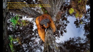 World nature photography awards
Bornean orangutan (Pongo pygmaeus). Tanjung Puting National Park, Borneo –
winner of the gold and grand prizes in the 2020 world nature photography awards.
Photograph: Thomas Vijayan
 