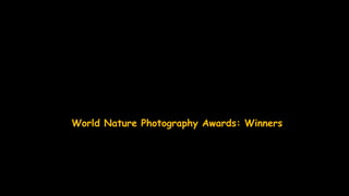 World Nature Photography Awards: Winners
 
