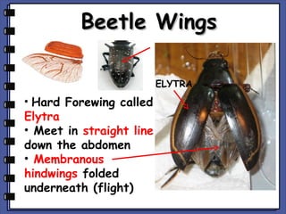 World of insects | PPT