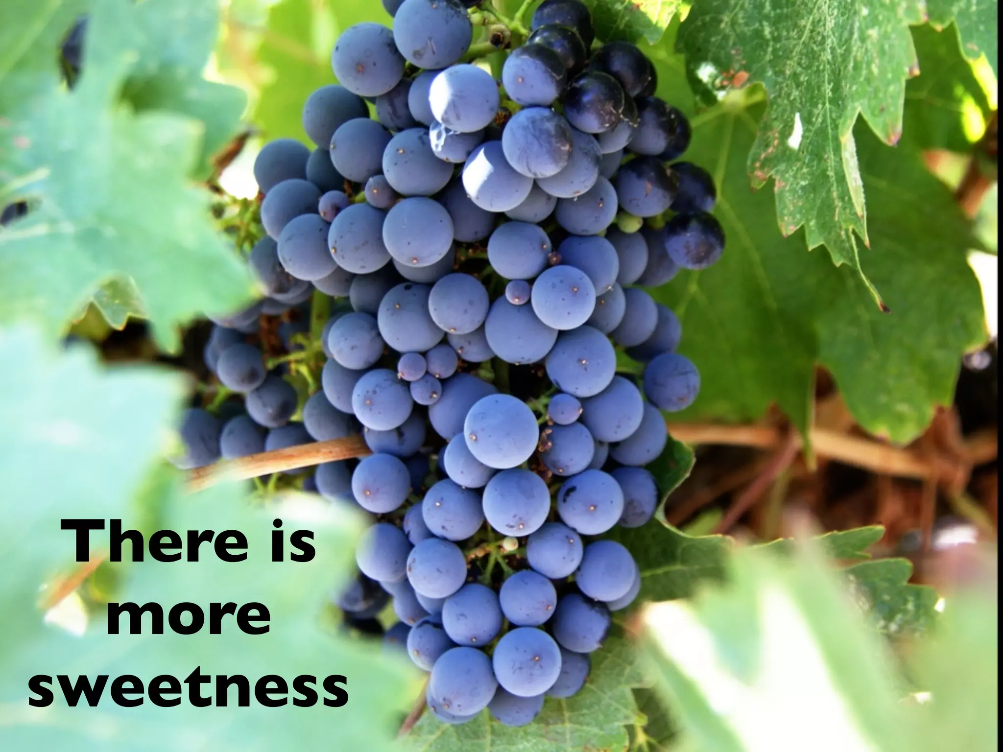 There is
  more
sweetness
 