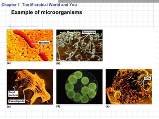 World of Microbes Microbiology Introduction.ppt
