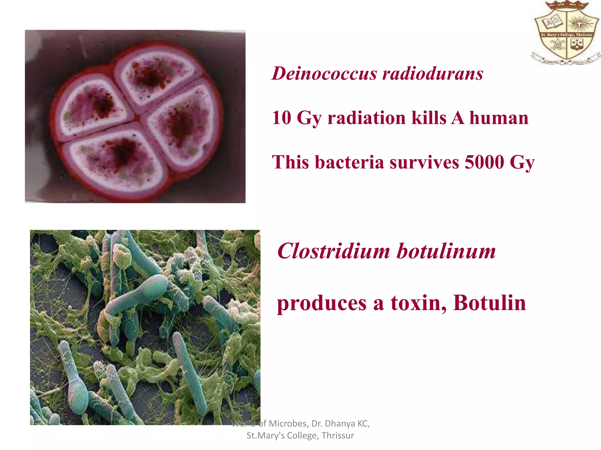 Deinococcus radiodurans
10 Gy radiation kills A human
This bacteria survives 5000 Gy
Clostridium botulinum
produces a toxin, Botulin
World of Microbes, Dr. Dhanya KC,
St.Mary's College, Thrissur
 