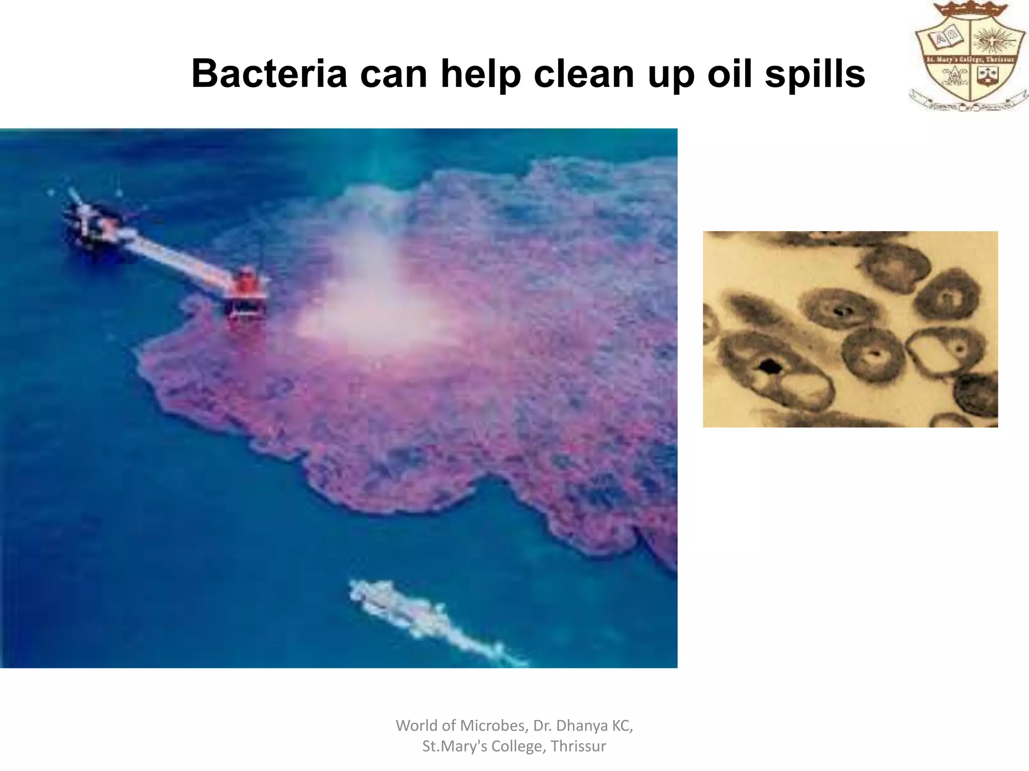 Bacteria can help clean up oil spills
World of Microbes, Dr. Dhanya KC,
St.Mary's College, Thrissur
 