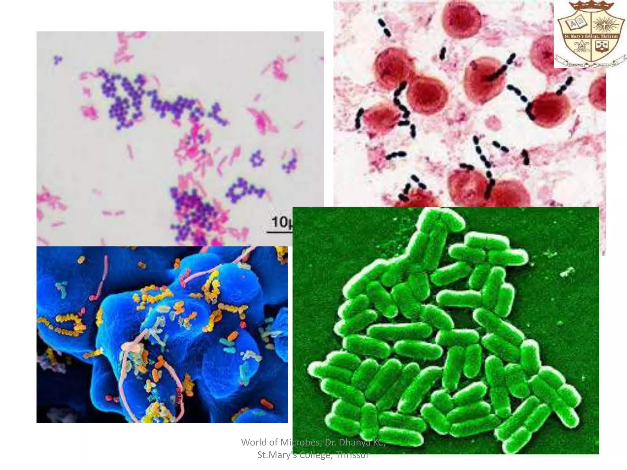 World of Microbes, Dr. Dhanya KC,
St.Mary's College, Thrissur
 